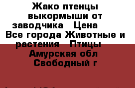 Жако птенцы выкормыши от заводчика › Цена ­ 1 - Все города Животные и растения » Птицы   . Амурская обл.,Свободный г.